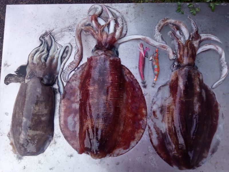 アオリイカ、モンゴイカの釣果写真