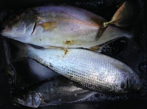 スズキ、ネイリ(カンパチの若魚)、エバ(メッキ)、コノシロ、の釣果写真