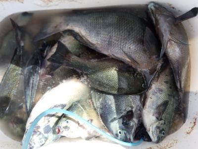 グレの釣果写真