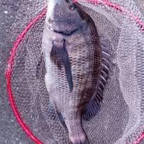 チヌの釣果写真
