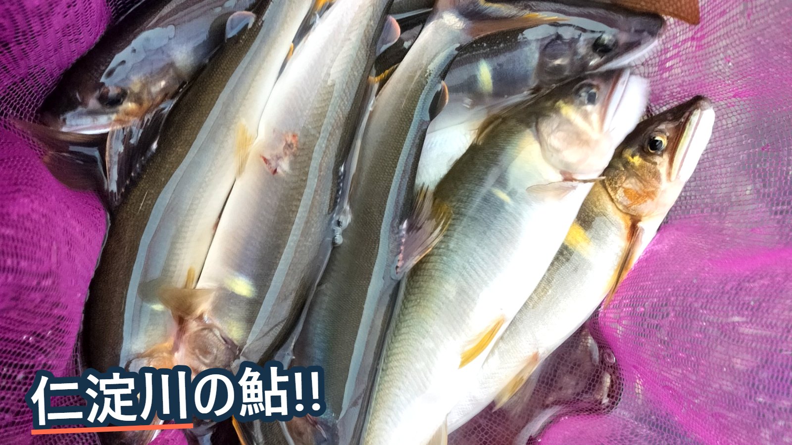 ピンク色の網の中に入った、釣り上げた鮎たち