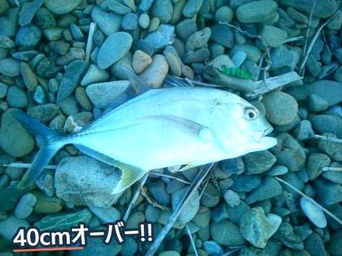 浜の小石の上に置いた銀色のエバ(ロウニンアジの若魚)