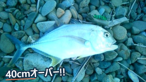 浜の小石の上に置いた銀色のエバ(ロウニンアジの若魚)