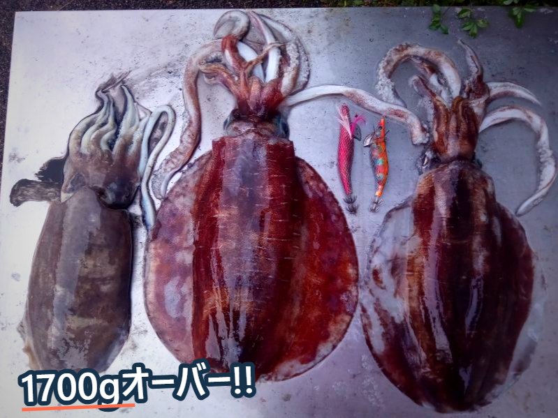 並べて置かれた大きなイカ3杯と、2本のエギ