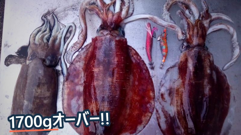 並べて置かれた大きなイカ3杯と、2本のエギ