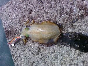 堤防のコンクリートの上に置かれた、エギを抱いた小型のイカ