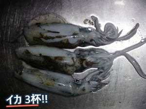 銀色の台の上に並べられた小型のイカ3杯