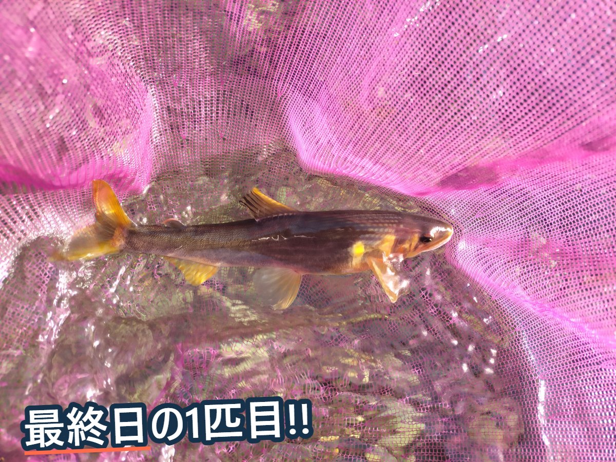 ピンク色のタモの中で泳ぐ、黄色いヒレの鮎1匹
