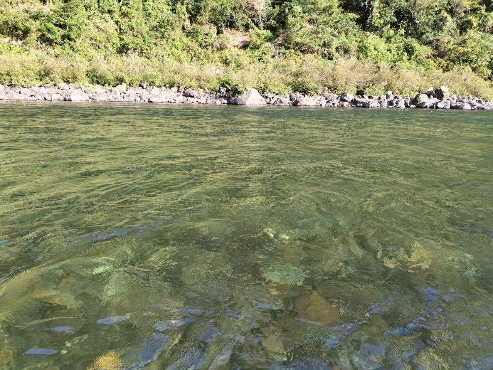川の中から見た、底の石まで見える澄んだ流れと対岸の草木
